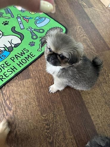Pekines, 2 ay, Erkek, Peyvəndli, Ödənişli çatdırılma lalafo.az -da Pekines, 2 ay, Erkek, Peyvəndli, Ödənişli çatdırılma