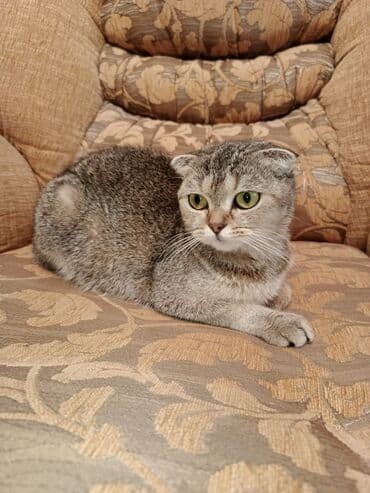 alişan'ın pişiyinin adı: Şotland yastı qulaq, Dişi — 3