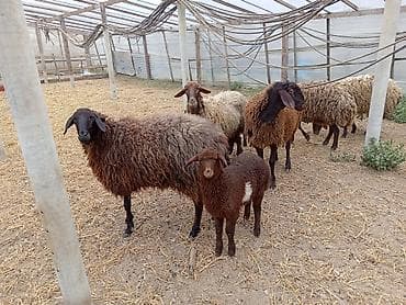 Dişi, Qala, il: 1, 50 kq, Damazlıq, Ünvandan götürmə