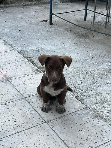 heyvanlarin satisi: Pitbul, 2 ay, Erkek — 2