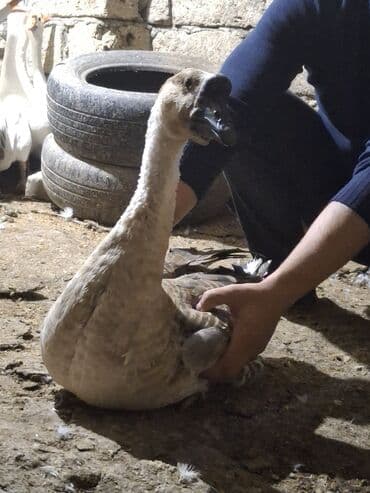 2 ayliq cuceler: Erkək, Ətlik, Ünvandan götürmə — 6