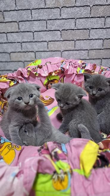 pişik cantası: Britan — 2