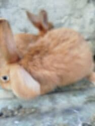 Inəklər, öküzlər: Temiz karlik diwidir erkeyi oladigna gore satiram — 11