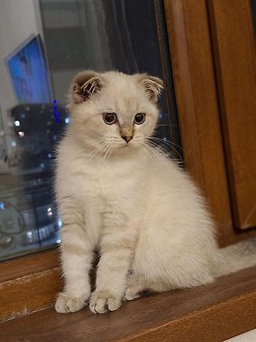 simmental inək cinsi: Şotland yastı qulaq, Erkək, Yaxşı əllərə — 8