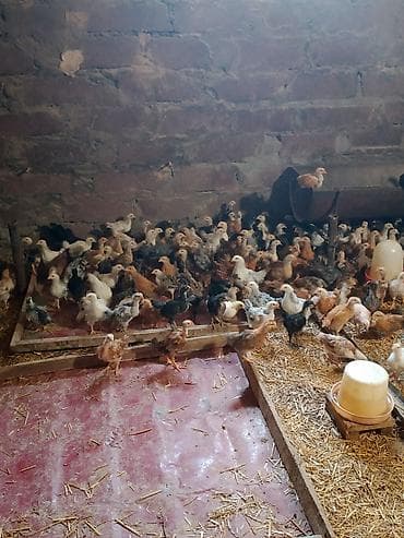 Toyuq cücələri, Ətlik lalafo.az -da Toyuq cücələri, Ətlik