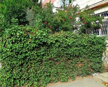 sumqayıt kreditle evler: Bakı, Zığ qəs., 3 otaqlı, Köhnə tikili, 75 kv. m — 19