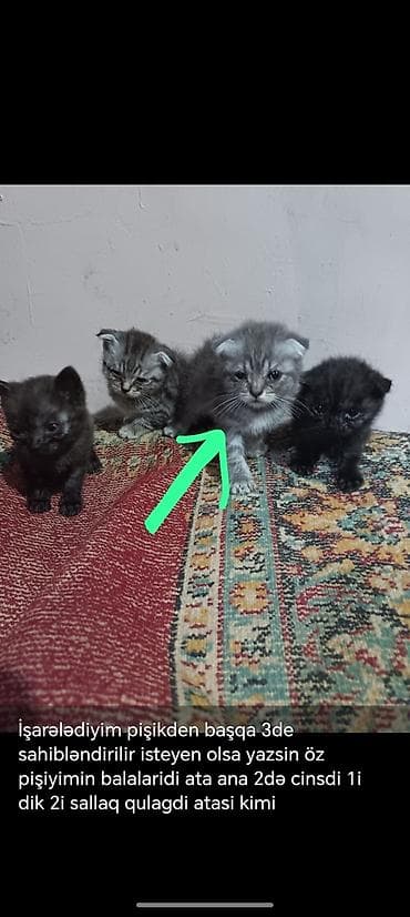 şotland pişik satışı: Şotland, Yaxşı əllərə — 1