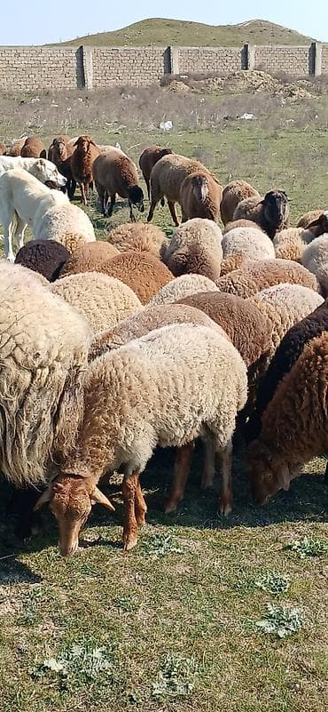 Gəmiricilər: Mal-qara: Qoyun sürüsü Təsvir: - Şəkillərdə müxtəlif rəngli (qonur — 8