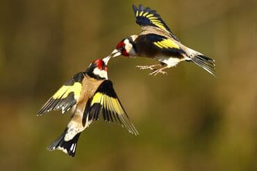 geref qusu rus dilinde: Cütdülər.
(Barterdə mümkündür) — 3