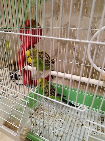 2 eded quş + yuvası ilə biryerde