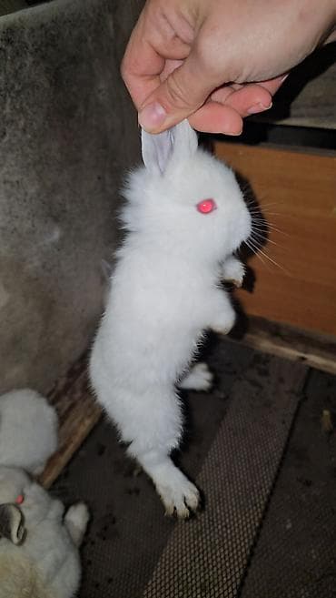 Atlar: Salam iki eded boyuklerdi boyukler satilmir kariforniya cinsidir — 6