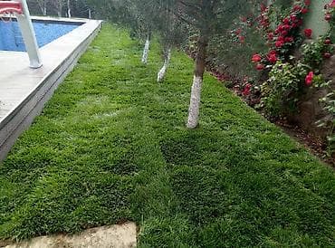 gül toxum satışı: Super qazon enli yarpaq sıx və alaqsız hörmetli ve deyerli — 9