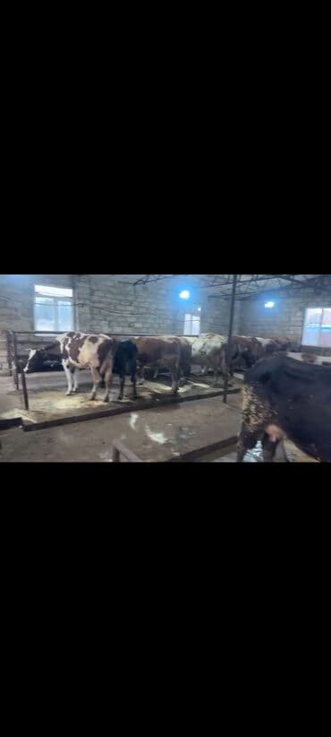 cins ineklerin satisi 2018: İnəklər satılır qiymətlər 5000dən başlayır ünvan bakı əlaqə 0773095759 — 4