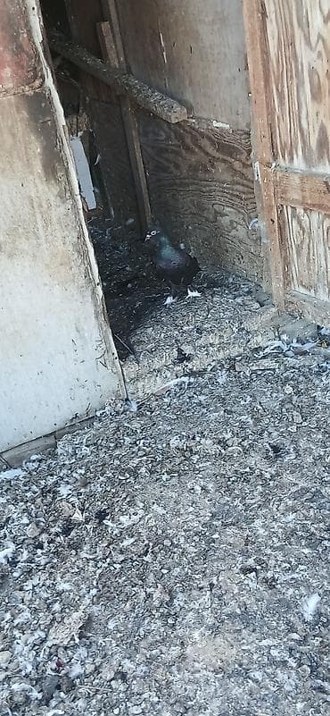 Qıymet bırıne aıtdı qusdar suraxanıdadı — 6