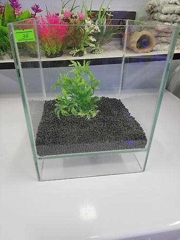 akvarium baliqlari haqqinda melumat: 9 litr akvarium, dib dasi, dekorlu 35azn Akvarium baliglarinin satiwi — 2