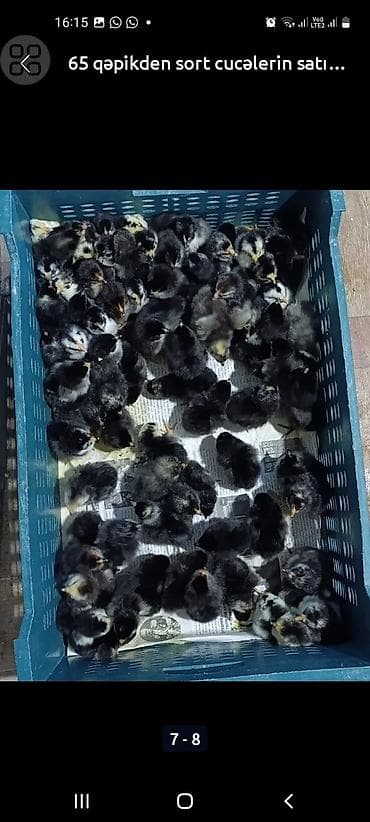 Salam Allah herkesin coreyin versin. lider55 .Xarkov qenberi