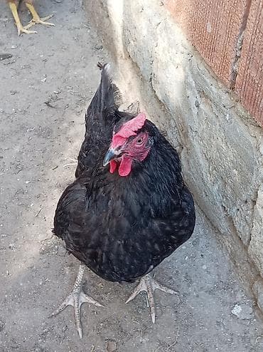 yumurtlayan toyuq: Toyuq, Damazlıq, Ünvandan götürmə — 8