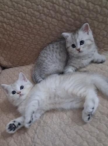 munchkin pişik qiymeti: Şinşilla, Dişi, Yaxşı əllərə, Ünvandan götürmə, Ödənişli çatdırılma — 1