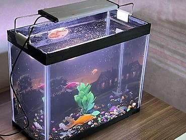 akvarium satilir: Akvaryum dəsti – dekorativ işıqlandırmalı - Şüşə akvaryum, təxmini — 1