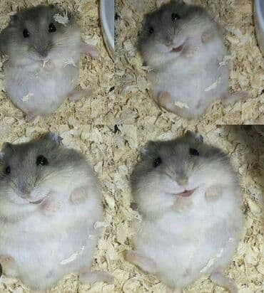 енот в баку купить: Hamster cunqarik kiçik ölçülü, ağ, boz və qəhvəyi rənglərdə olan tüklü — 6