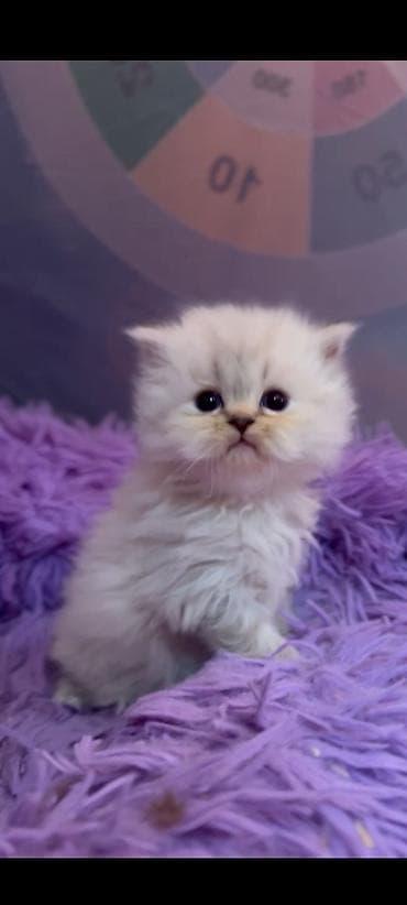 van pişik: Ragdol British cins bebelerimiz satılır 3dene ağ erkekdi- qara olan — 4