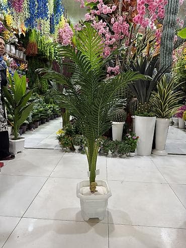 gullərin satışı: 🌿 PALMA – dekorativ bitkilər Evinizə, ofisinizə və digər məkanlara — 2