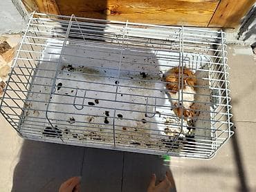 col dovsani satilir: Ev heyvanı – Qvineya donuzu (kavia) - Növ: Qvineya donuzu - Rəng — 3