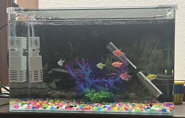 xacmaz heyvan bazari: 23 litr akvaryum içinde filtri termostatı ve rengli daşları ve — 1