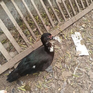 kayuqa ordək: Lal ördəklər macar sortu zümrüdü mirvari göy rəng balalarda satılır — 15