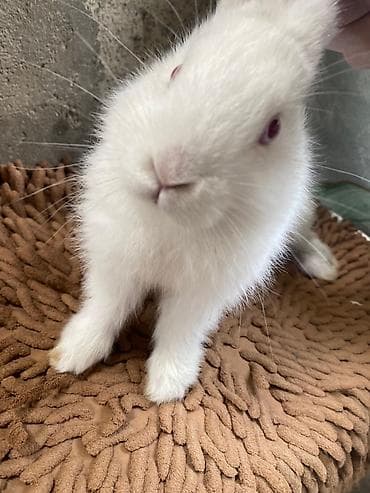 Digər heyvanlar: Ağ rəngli ev dovşanı - Növ: Ev dovşanı (albino tiplı – qırmızı gözlü — 6