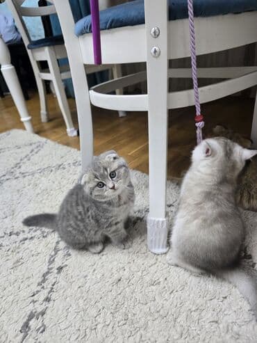 pişik qara: Şotland, Ünvandan götürmə — 11