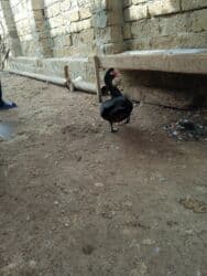 İtlər: Erkək lal ördəklər — 4