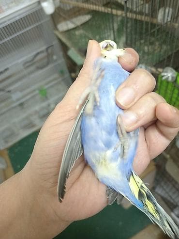 suda yaşayan heyvanlar: Məhsul: Dalmatin naxışlı, mavi-bənövşəyi tonlarda dalğalı papuqay — 3