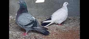 ucuz göyərçinlər: Salam gorduyunuz qusdarın ikisidə tutulmadı 16.17 tuklerdiler Goy — 3