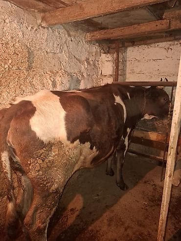 mal heyvan satisi: Simental ag kipriy iney boqazdi razilawma var — 2