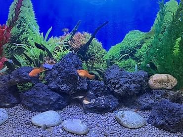 ari mumu satilir: Akvaryum üçün dekorativ lavalı daşlar dəsti şekilde gördüyüz kim — 1