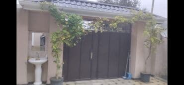 badam qiyməti: Висцерия длина 2.5-3метра. сиреневого цвета цена 45 манат каждый в — 1