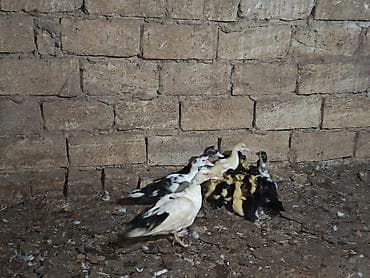 kurt ordek: Salam ördək balaları satılır 4 dənəsi 1 aylarnı keçib 7 manata demişəm — 2