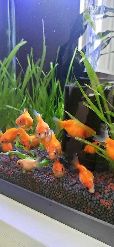 akvarium sifarisi: Qızıl balıq, Sülhsevər — 3