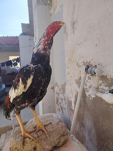 qaz quş: Salam heyrati becesi satilir 11 ayligdi saglamdi vaksin qurd dermanı — 6