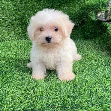 йоркширский терьер цена баку: Джек-рассел-терьер, 2 месяца, Самка — 4