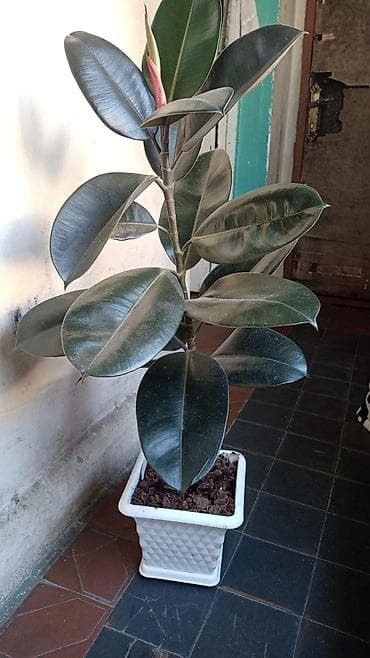 Hazır qaba əkilib. Ficus elastica