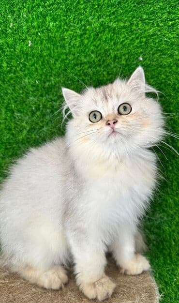 şotlan pişik: Şotland yastı qulaq, Erkək, Dişi, Yaxşı əllərə, Ünvandan götürmə, Pulsuz çatdırılma, Ödənişli çatdırılma — 93