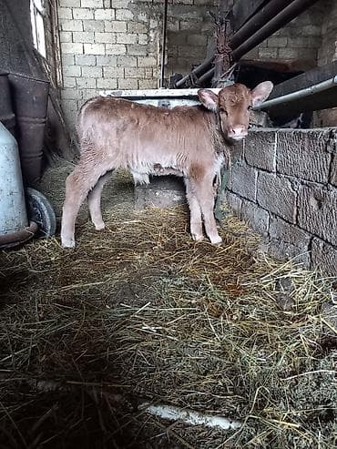 Yemlər: Erkek .şves — 2