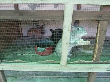 dovşan yuvasi: Ev dovşanları – müxtəlif rənglərdə - Şəkillərdə göstərilən bir neçə ev — 1