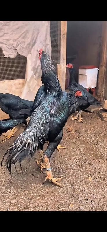 en ucuz at: Aseel tipli döyüşcü toyuqlar – iri cüssəli, hündür boyunlu və güclü — 5