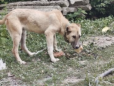 Vaksinleri vurulub işimlə əlaqədar baxa bilmədiyim üçün sahibləndi