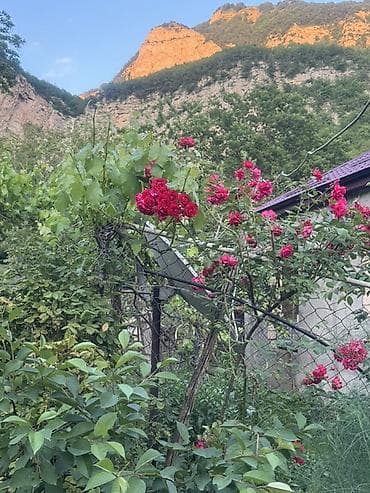 ev gulleri ve adları: Dırmaşan qızılgül kolları – dekorativ sarmaşıq gül - Növ — 2