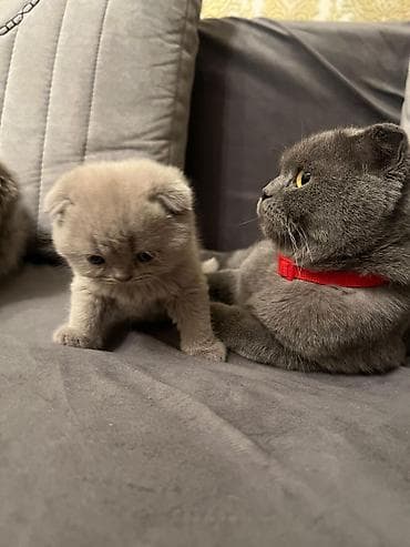 İtlər: Şotland — 5