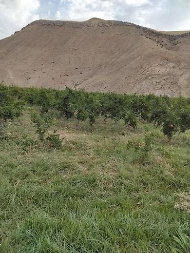 baki bina evi: 100 sot, Kənd təsərrüfatı, Mülkiyyətçi, Kupça (Çıxarış) — 1